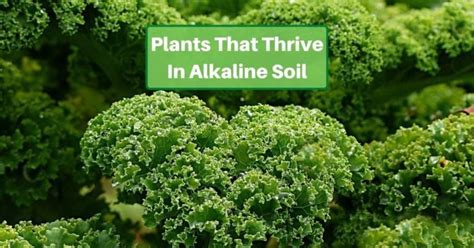 The Enchanting Effects of Magical Amendments on Alkaline Soil